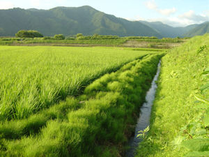 田んぼ