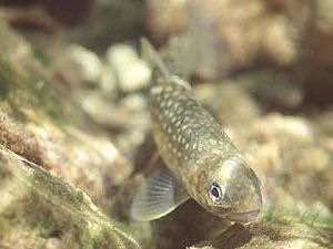 岩魚